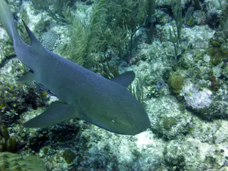 Underwater photograph by Joel Bergsma