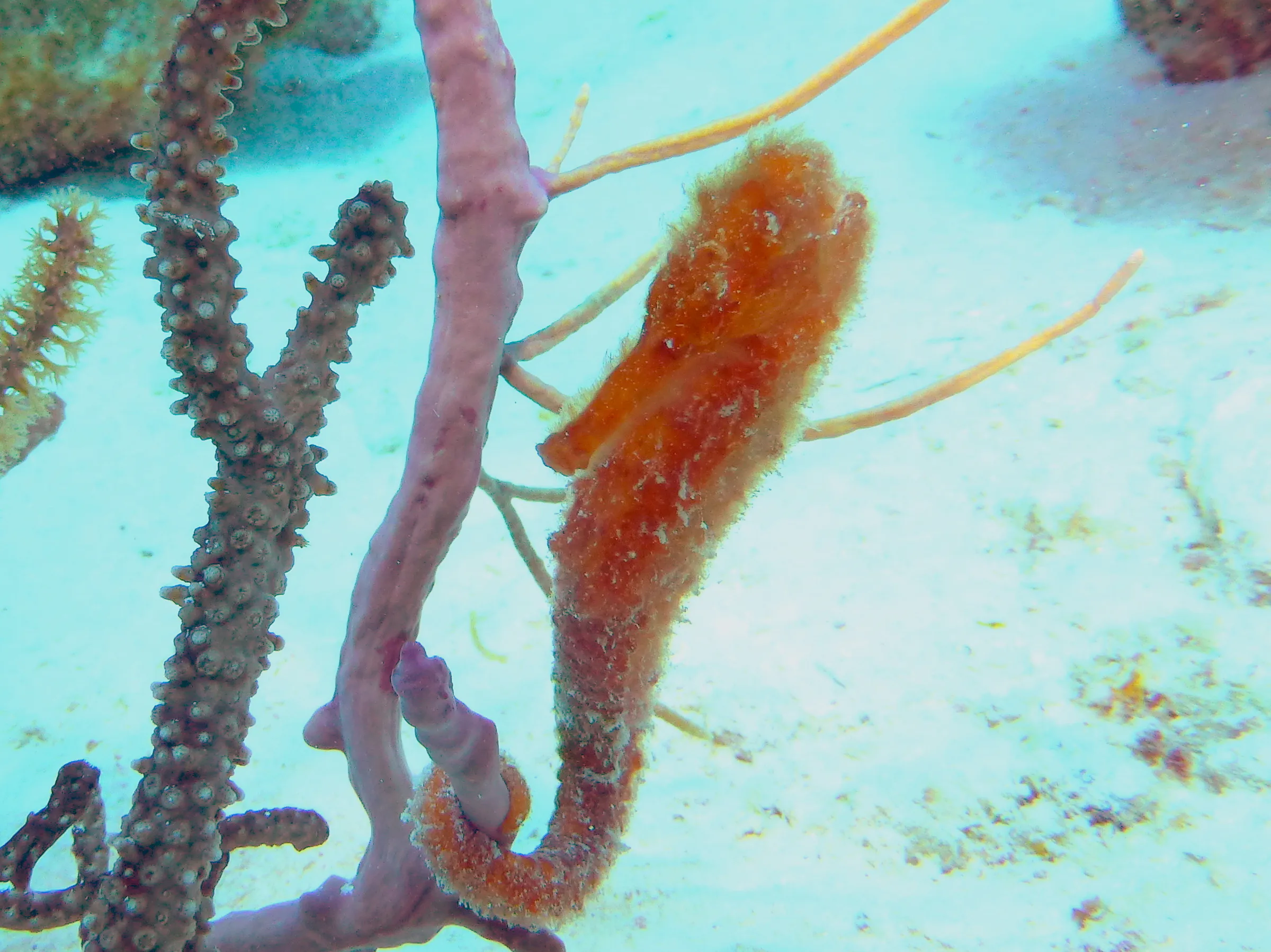 Seahorse, Bonaire, 2013