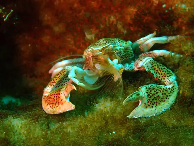 Underwater photograph by Joel Bergsma