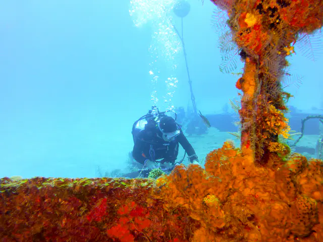 Underwater photograph by Joel Bergsma