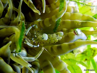 Shrimp with Eggs