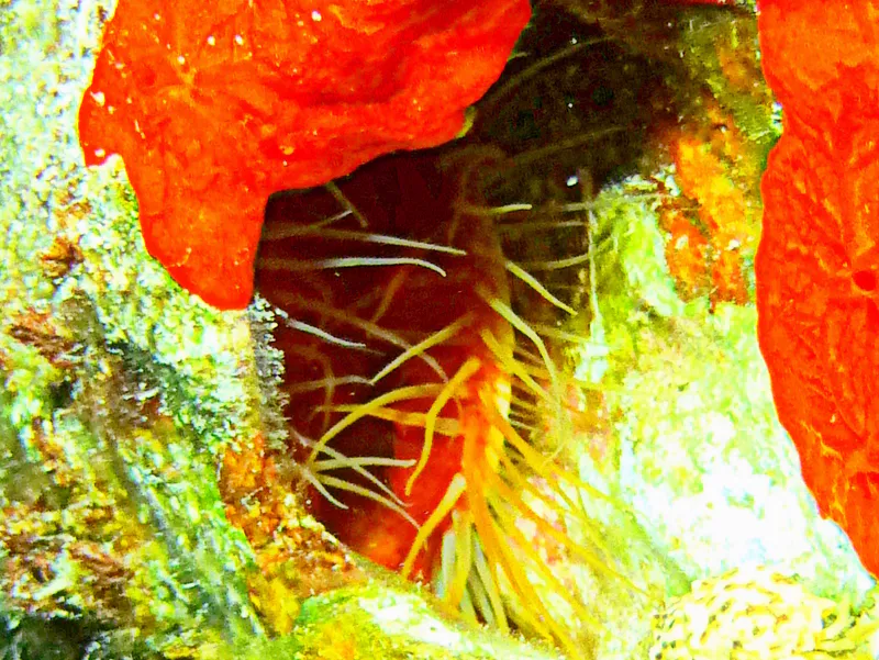 Rough File Clam, Cayman Islands, 2014