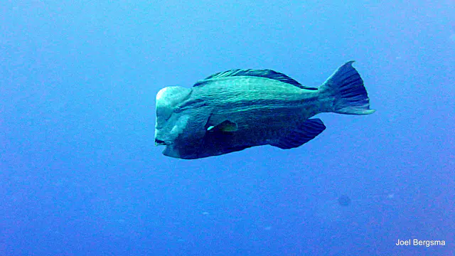 Underwater photograph by Joel Bergsma