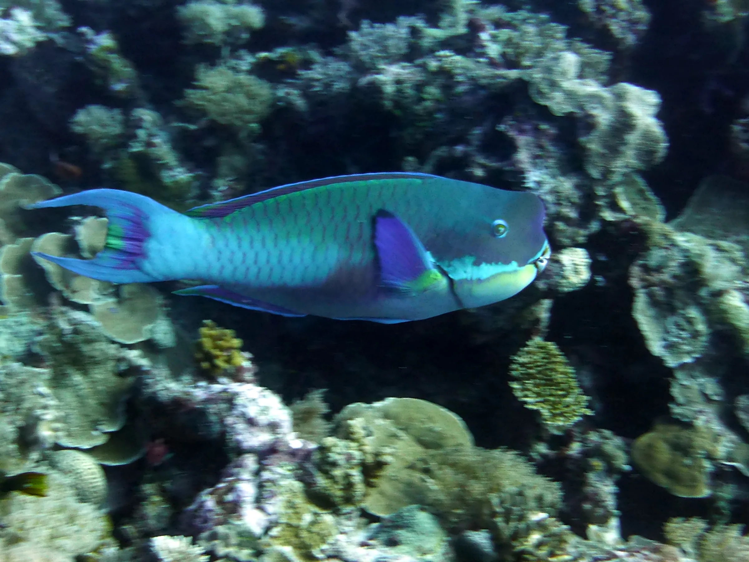 Steephead Parrotfish. Gerald Allen, et al, Reef Fish Identification - Tropical Pacific (2003) at page 177.