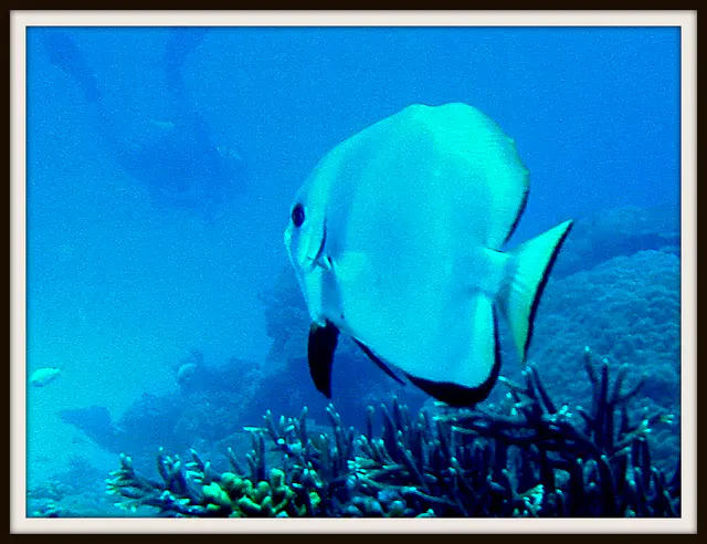 Spadefish. See Gerald Allen, et al, Reef Fish Identification - Tropical Pacific (2003) at page 42.
