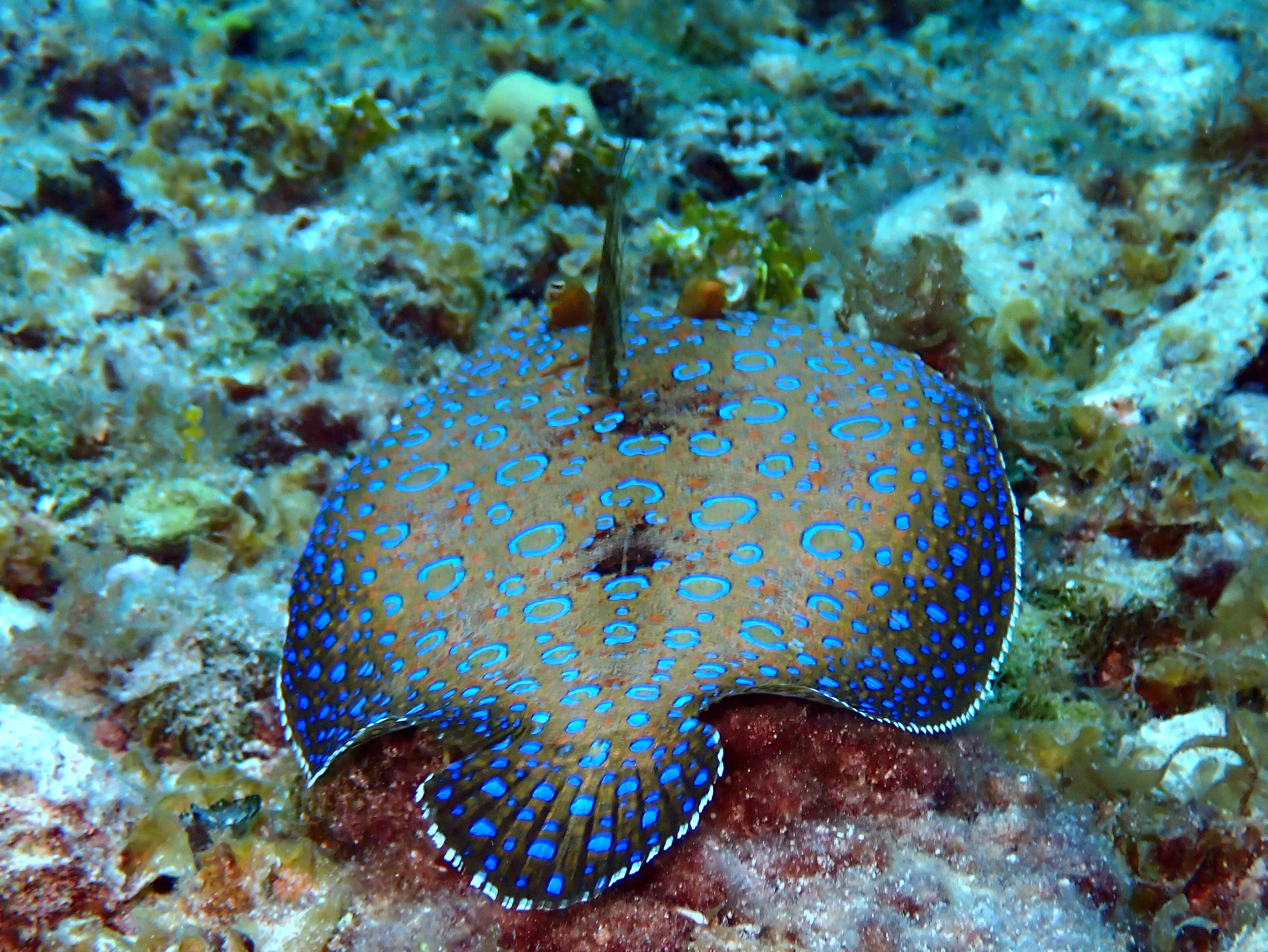 Cozumel underwater photograph, 2023