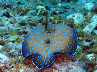 Underwater photograph by Joel Bergsma