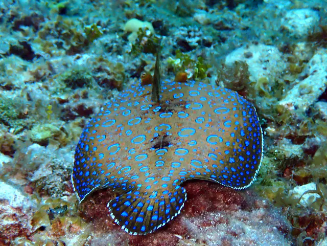 Underwater photograph by Joel Bergsma