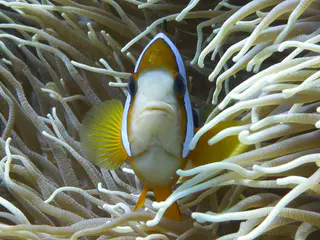 Underwater photograph by Joel Bergsma
