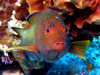Underwater photograph by Joel Bergsma
