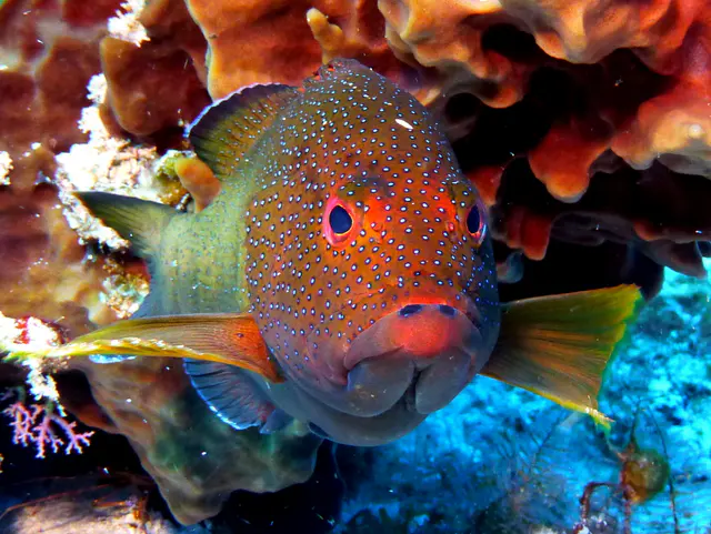 Underwater photograph by Joel Bergsma