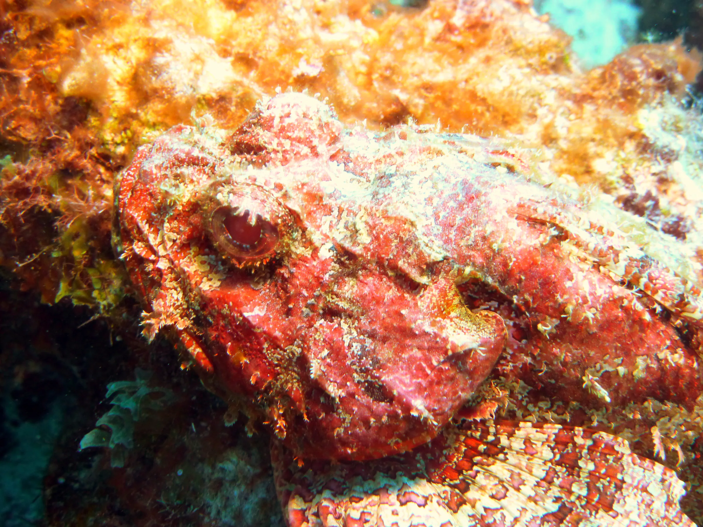 Scorpionfish, Bonaire, 2013