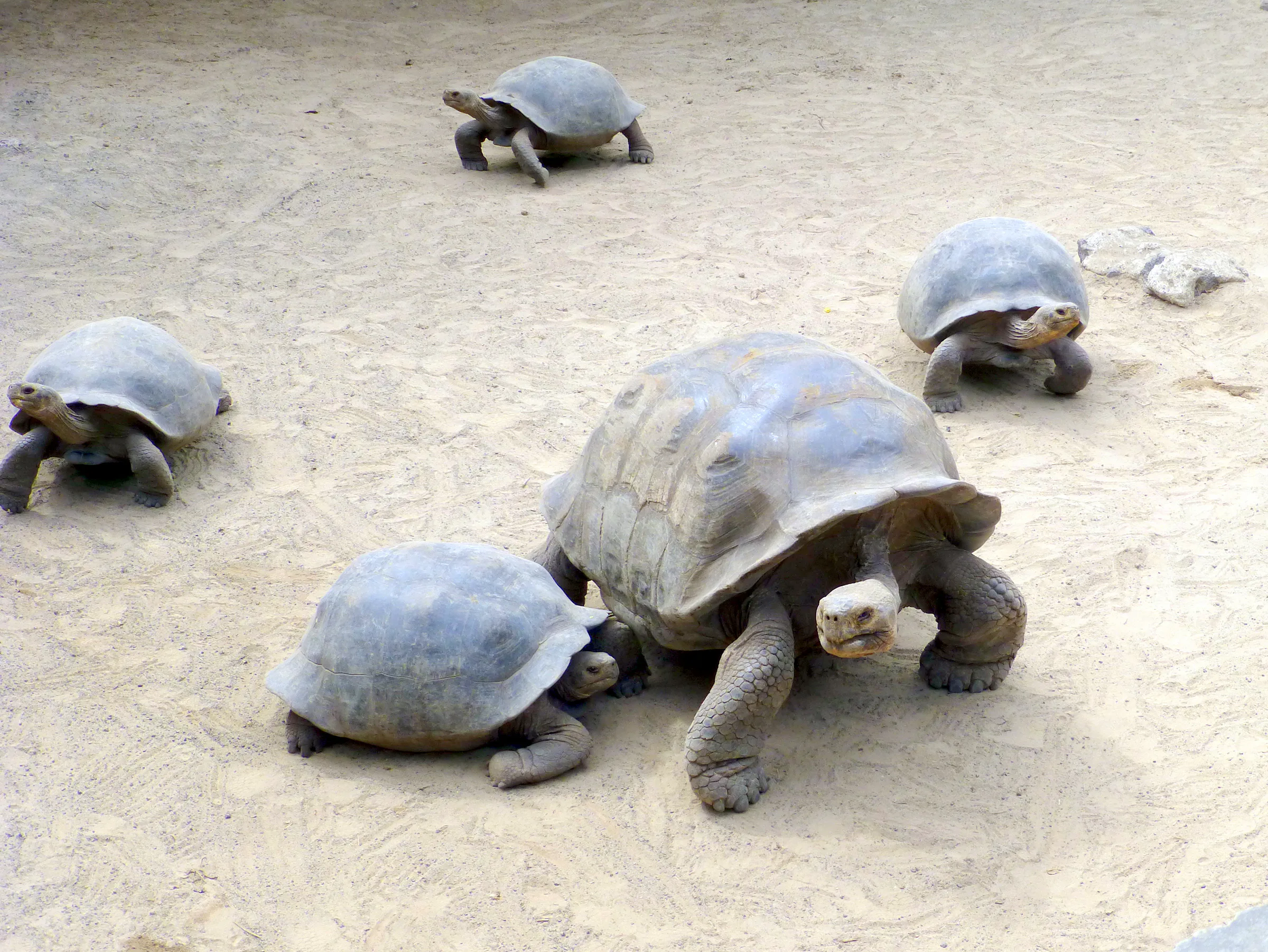 Juvenile Giant Tortoise