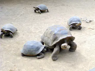 Juvenile Giant Tortoise