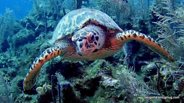 Underwater photograph by Joel Bergsma