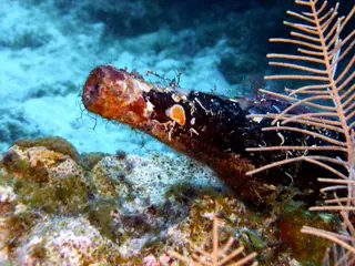 Underwater photograph by Joel Bergsma