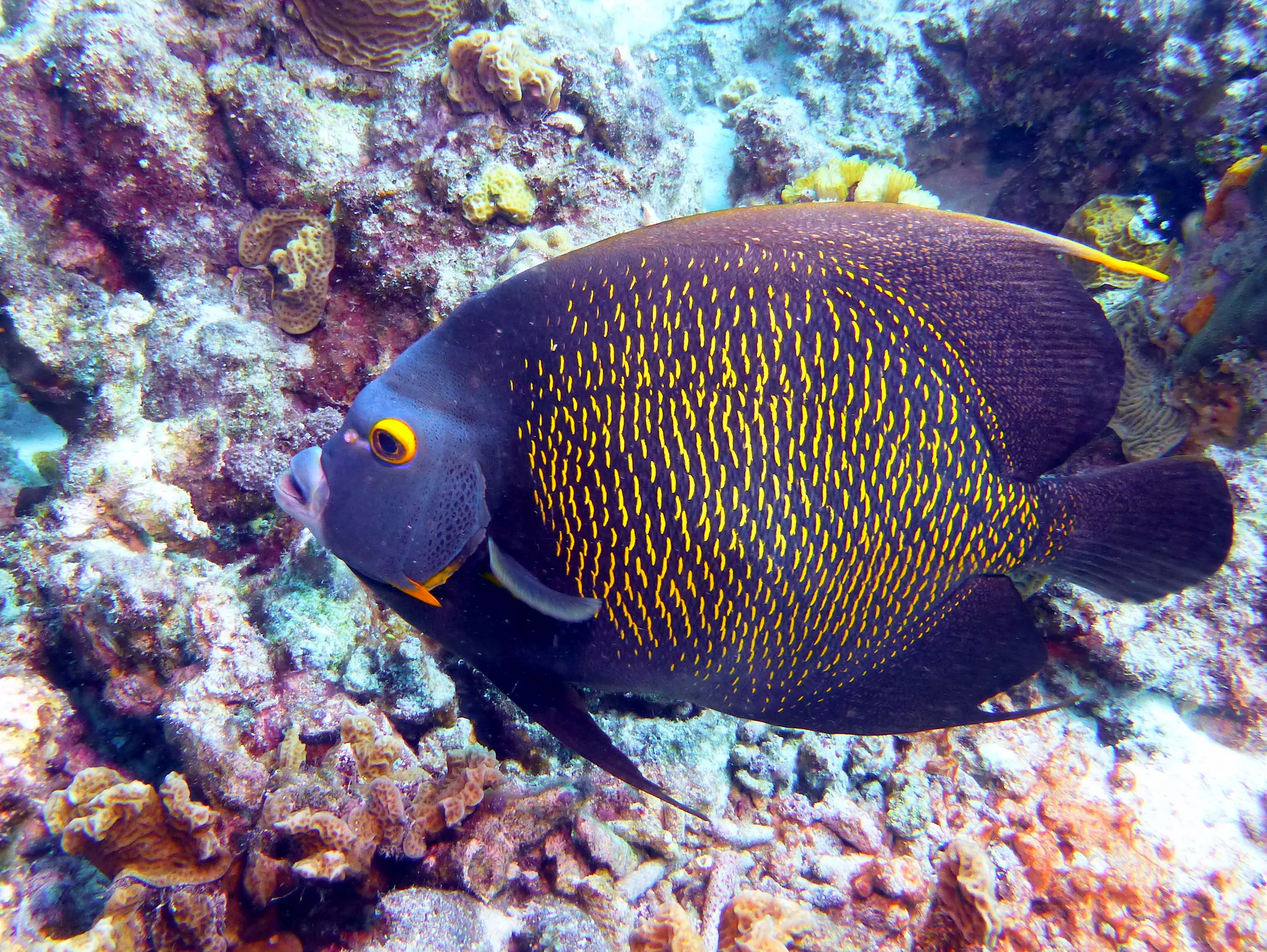 French Angelfish, Bonaire, 2013