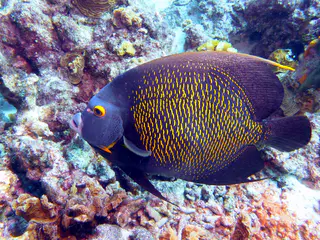 Underwater photograph by Joel Bergsma