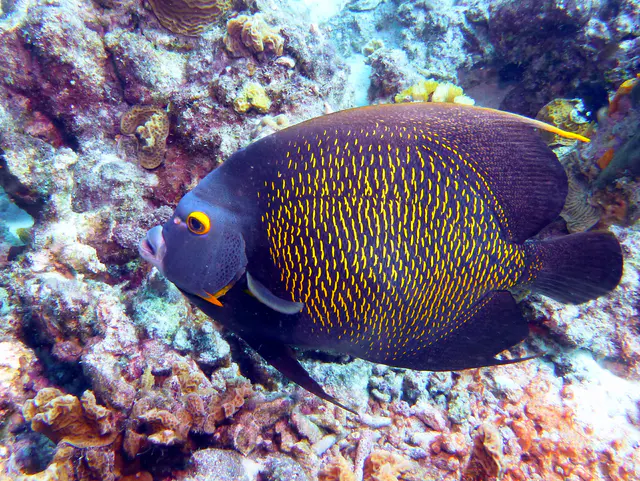 Underwater photograph by Joel Bergsma