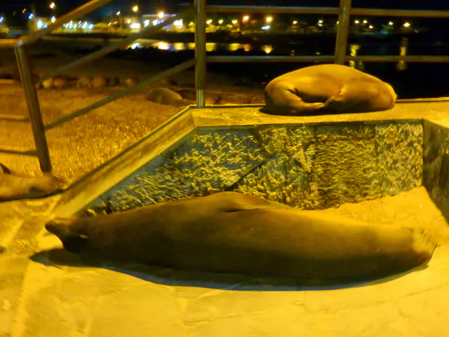 Sleeping sea lions along the waterfront -  Puerto Baquerizo Moreno, San Cristobal Island.