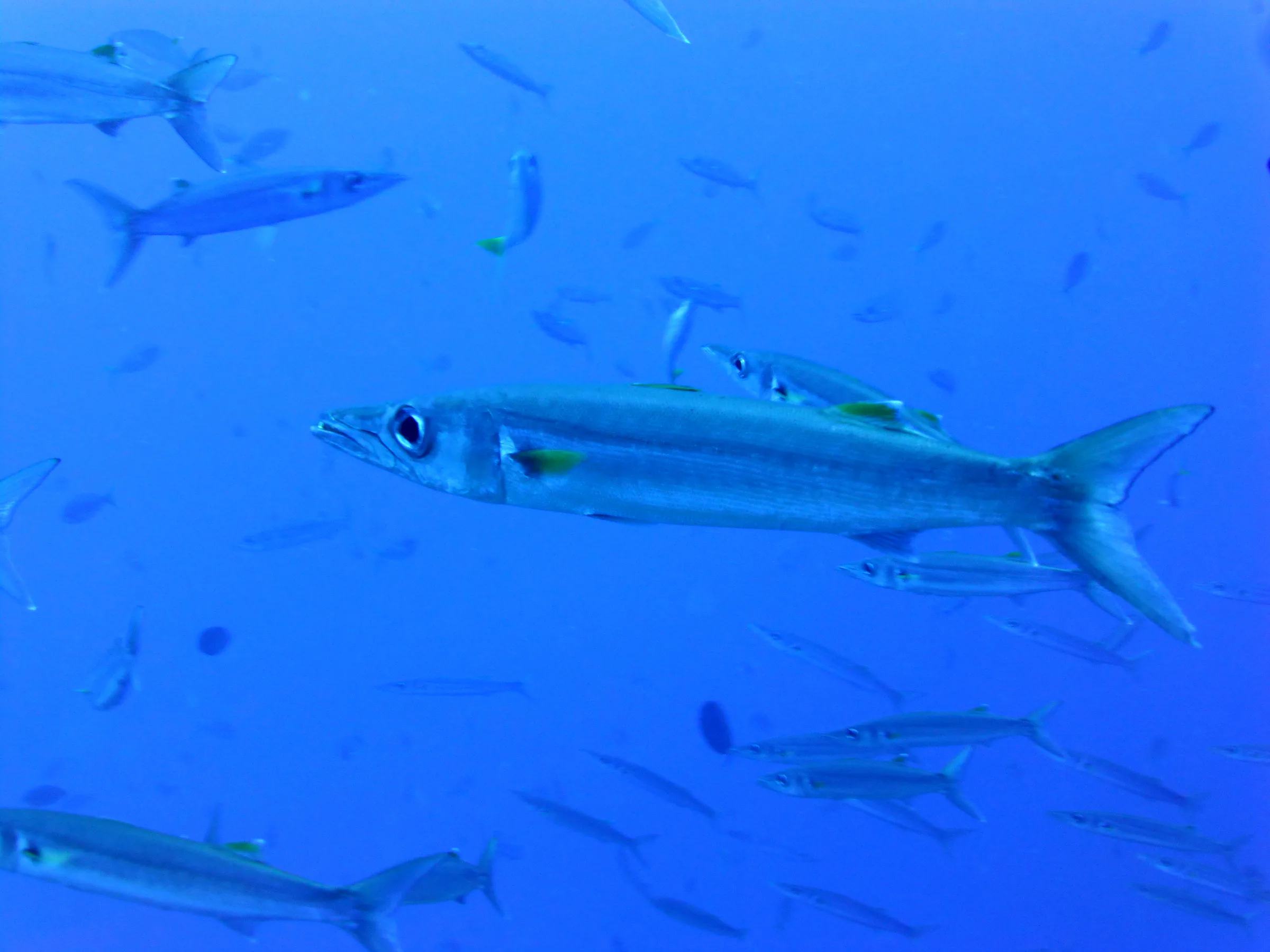Barracuda, Palau, 2013