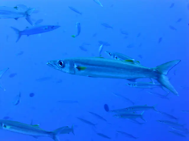 Underwater photograph by Joel Bergsma