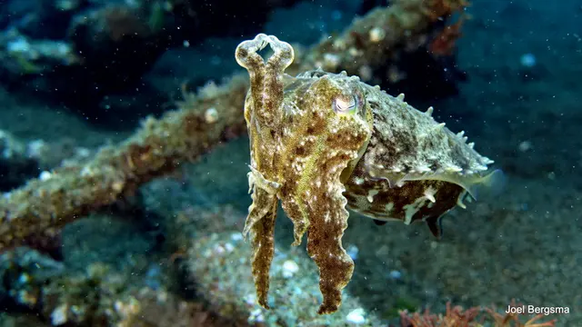 Underwater photograph by Joel Bergsma
