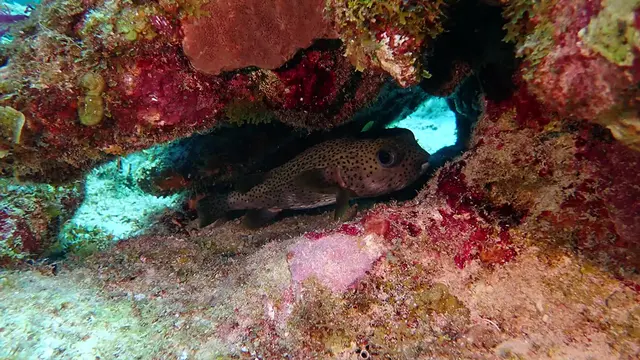 Underwater photograph by Joel Bergsma