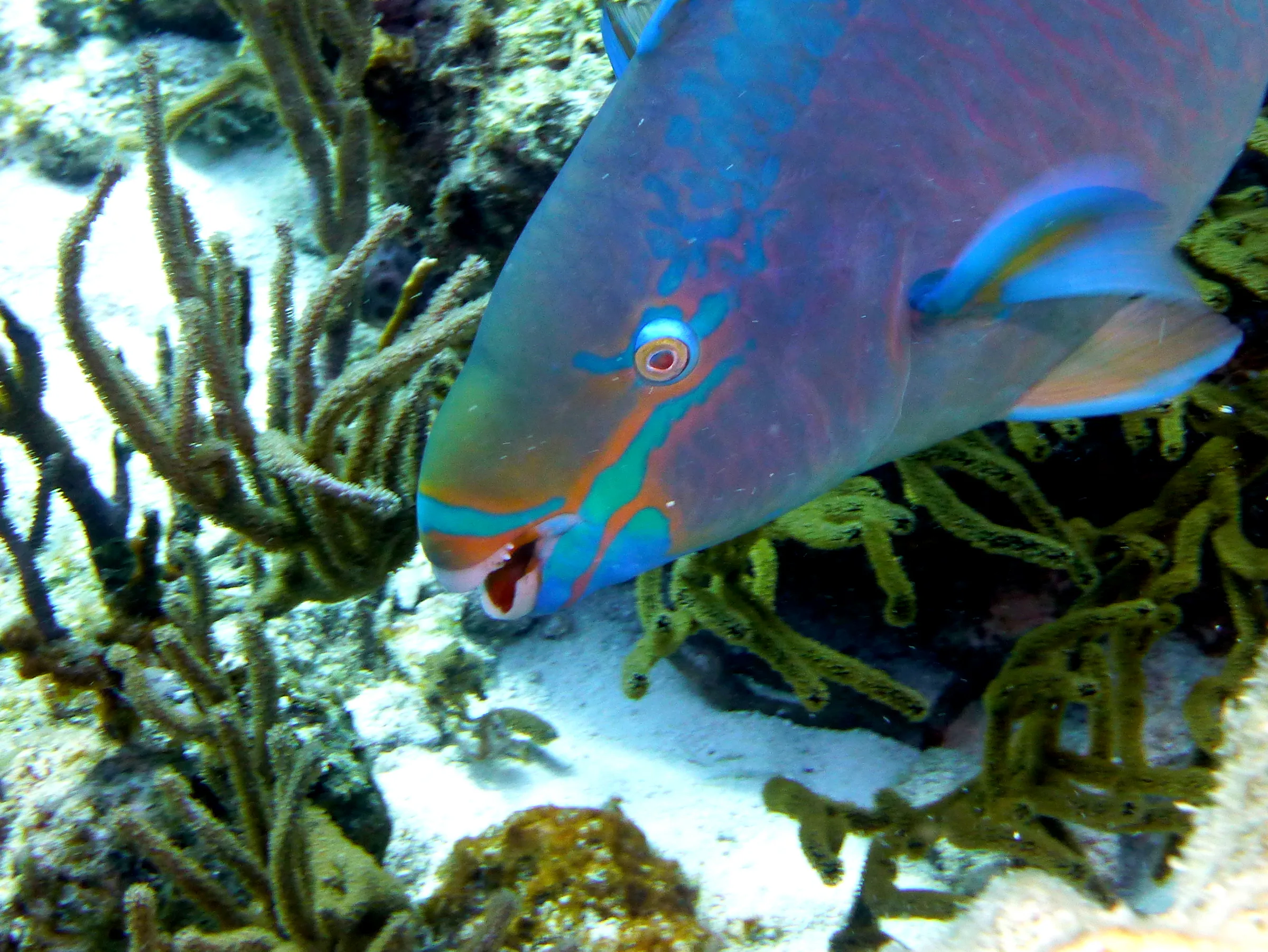 Parrotfish, Bonaire, 2013