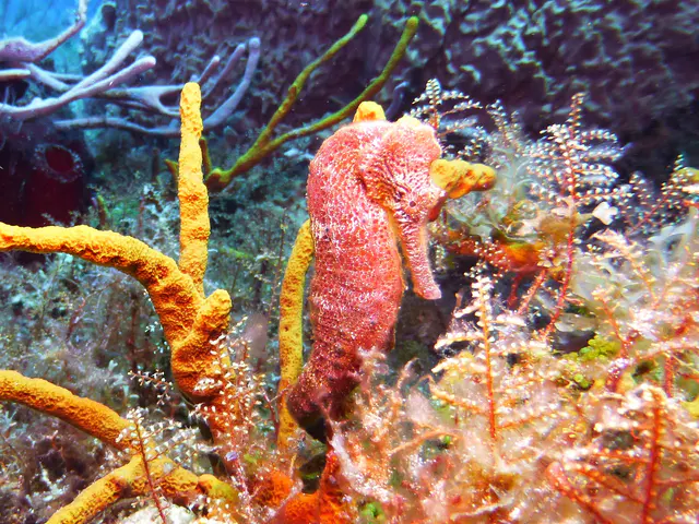 Underwater photograph by Joel Bergsma