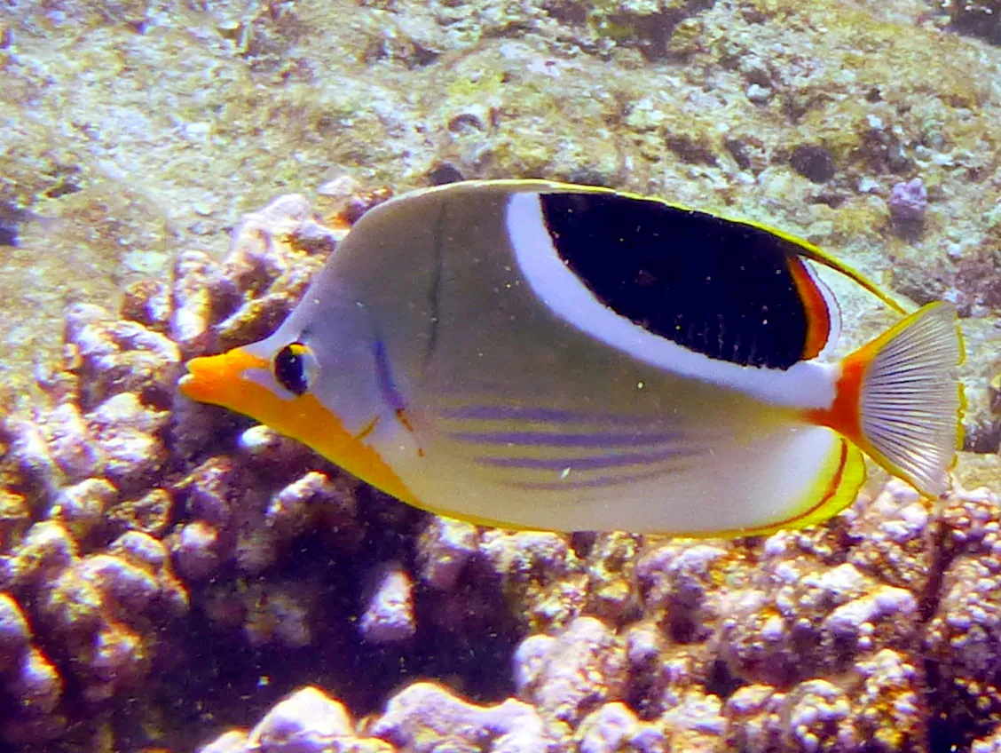 Butterflyfish, Palau, 2013