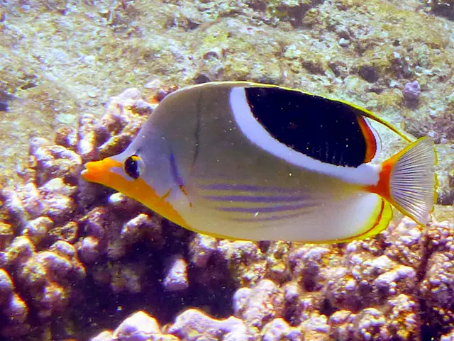 Underwater photograph by Joel Bergsma