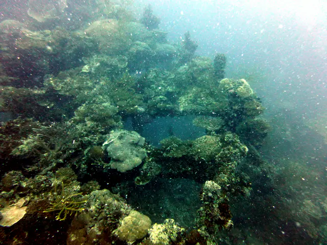 Underwater photograph by Joel Bergsma