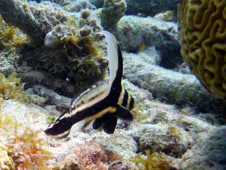 Underwater photograph by Joel Bergsma