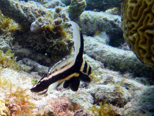 Underwater photograph by Joel Bergsma