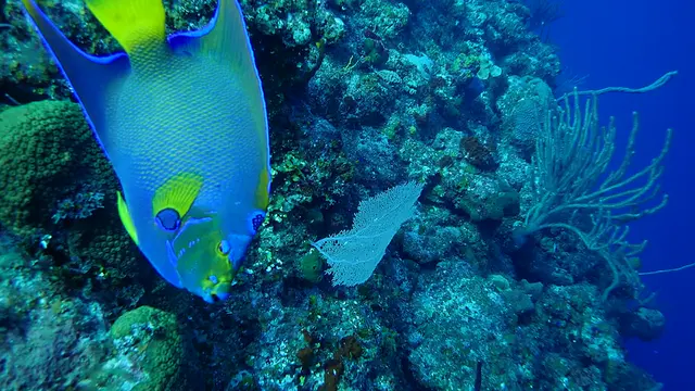 Queen Angelfish