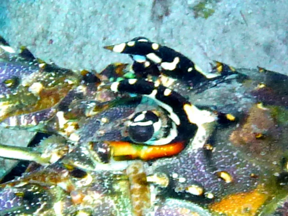 Lobster, Bonaire, 2013