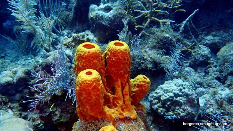 Cayman Islands underwater photograph, 2019