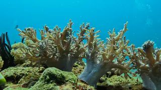 Underwater photograph by Joel Bergsma