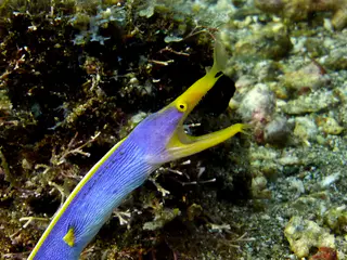 Underwater photograph by Joel Bergsma