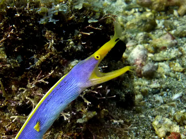 Underwater photograph by Joel Bergsma