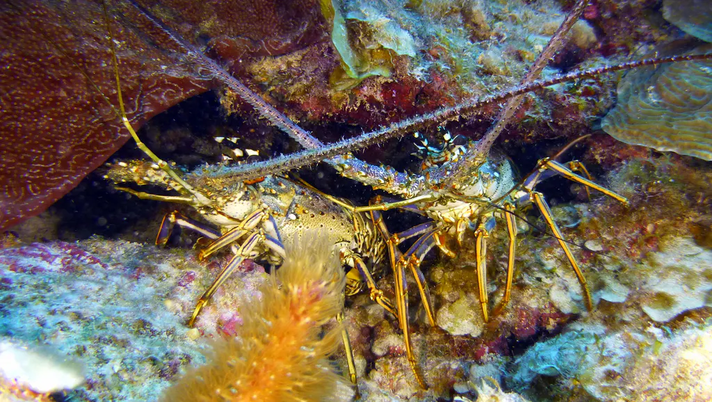 Underwater photograph by Joel Bergsma