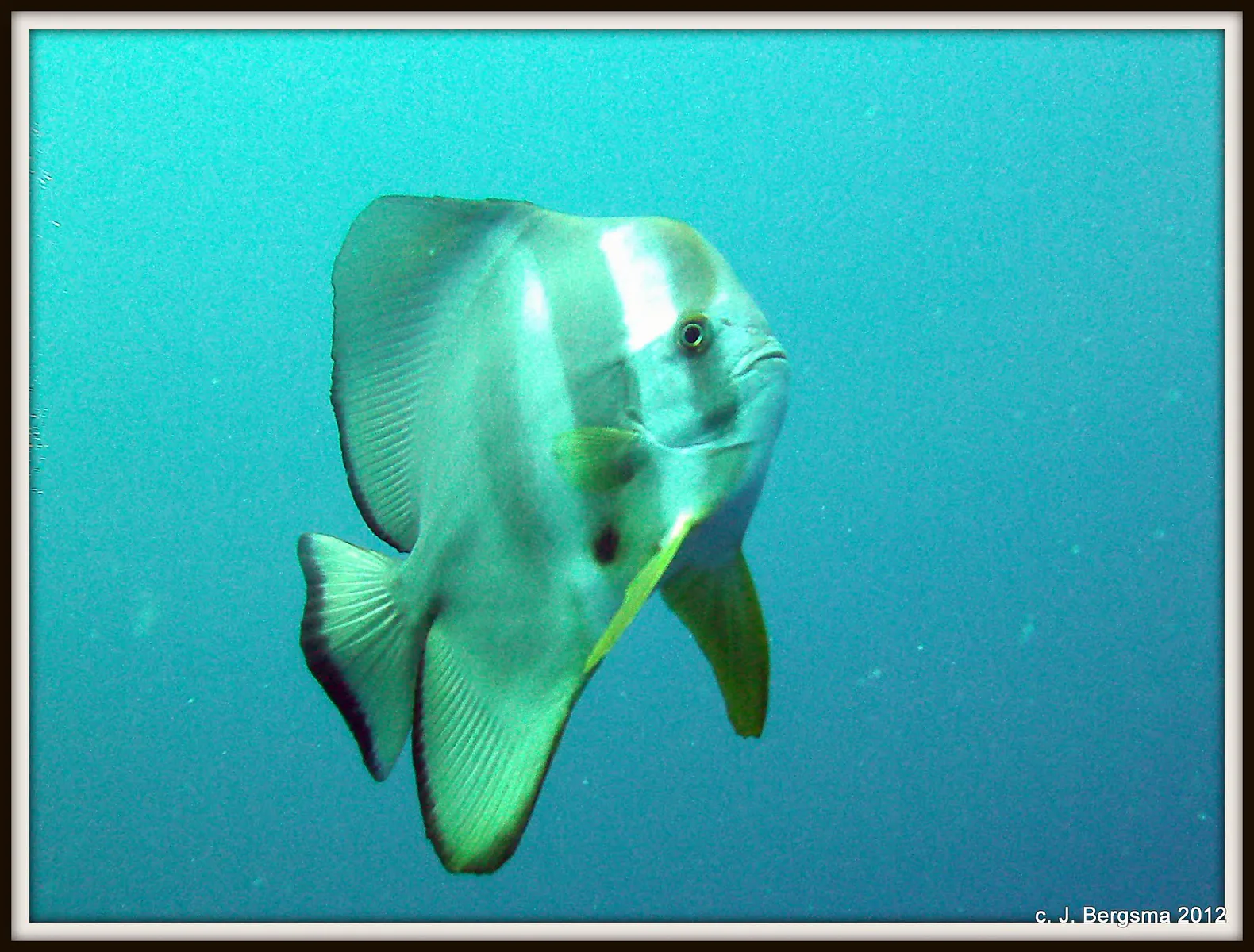 2012-02-05 Dives (55).JPG