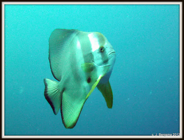 2012-02-05 Dives (55).JPG