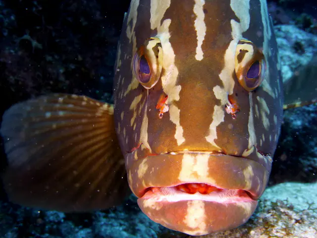 Underwater photograph by Joel Bergsma