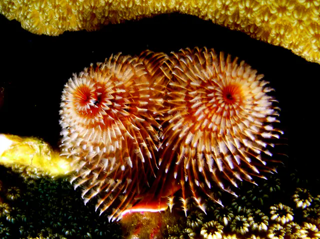 Underwater photograph by Joel Bergsma