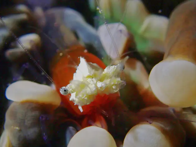 Underwater photograph by Joel Bergsma