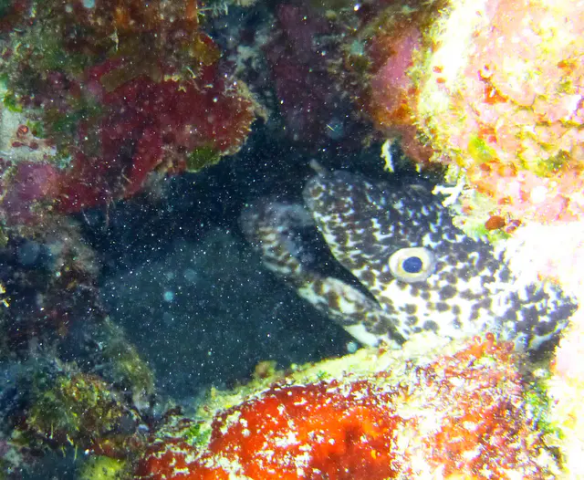 Underwater photograph by Joel Bergsma