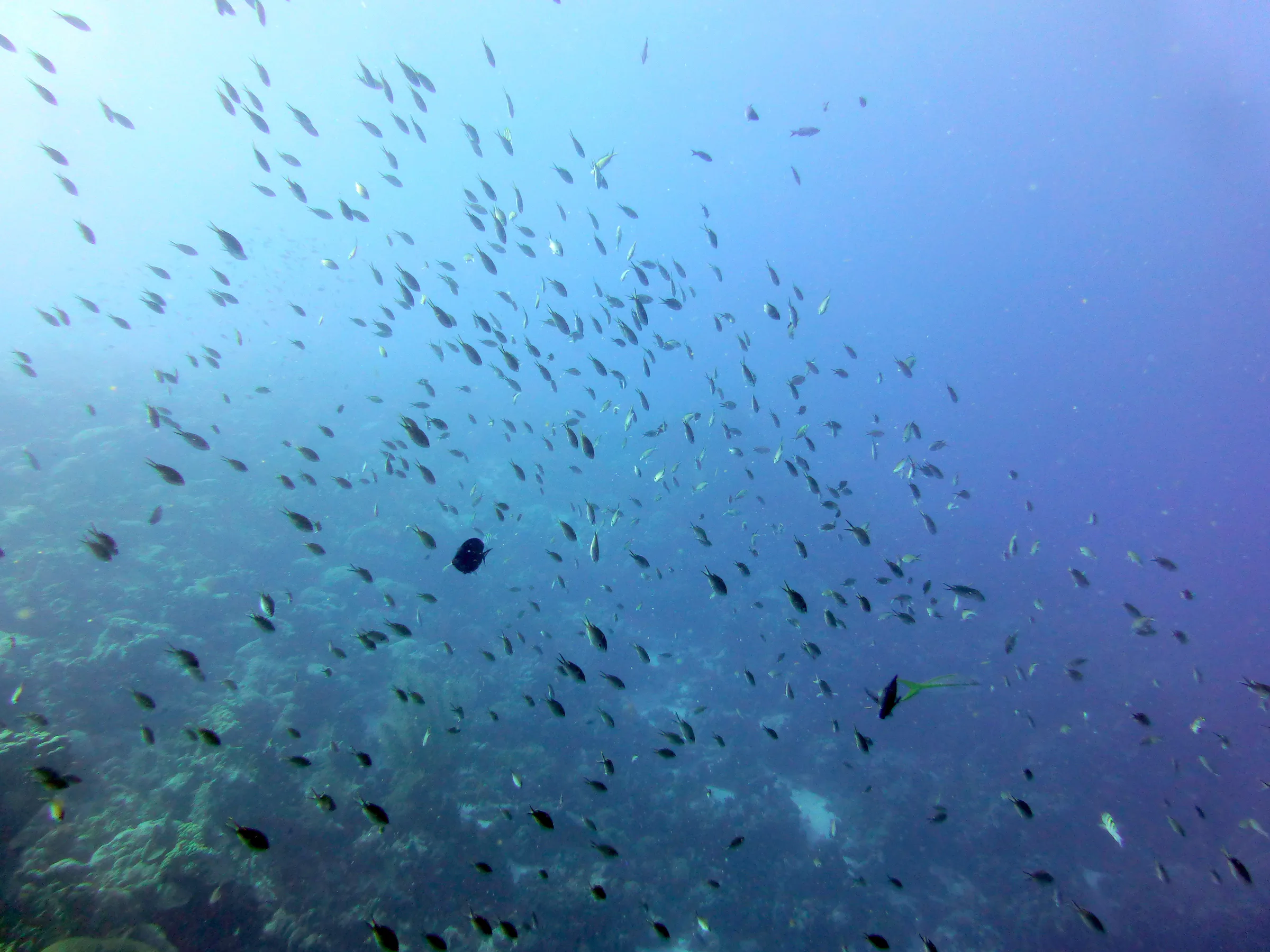 Bonaire underwater photograph, 2013
