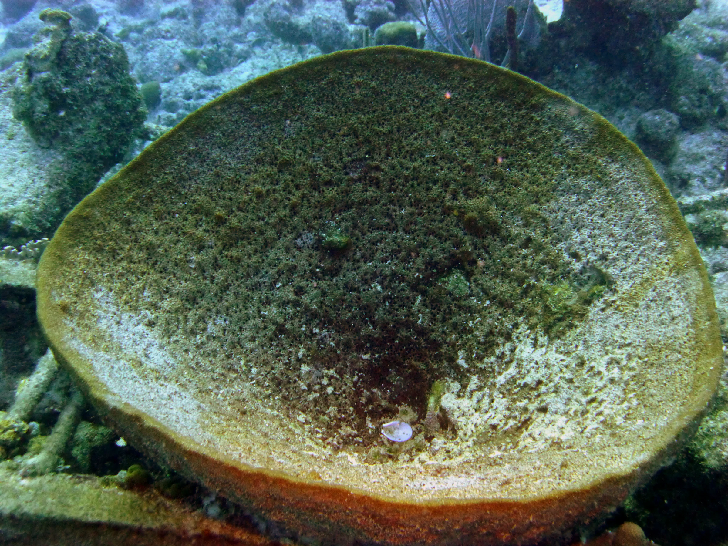 Bonaire underwater photograph, 2013